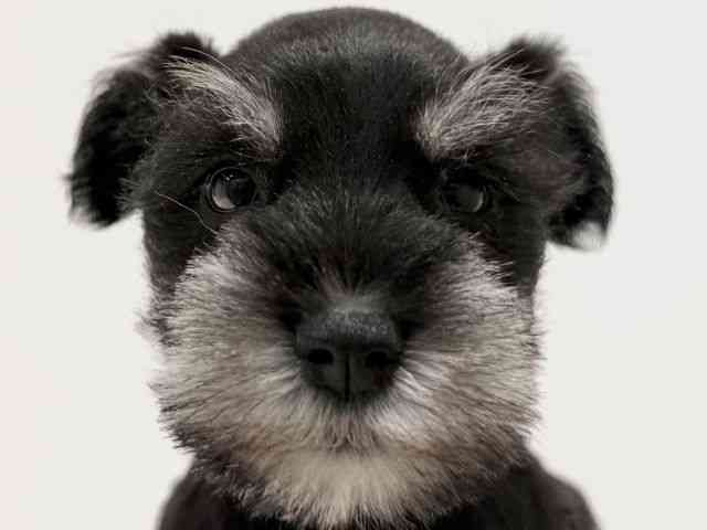 大阪府のミニチュアシュナウザー (ひごペットフレンドリーイオン高槻店/2025年11月12日生まれ/女の子/ブラックシルバー)の子犬