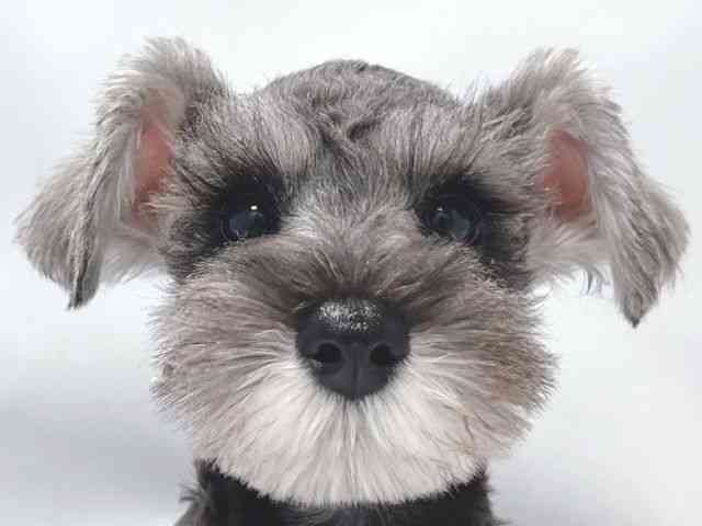 大阪府のミニチュアシュナウザー (ひごペットフレンドリー堺プラットプラット店/2025年11月12日生まれ/女の子/ソルトペッパー)の子犬の1枚目の画像