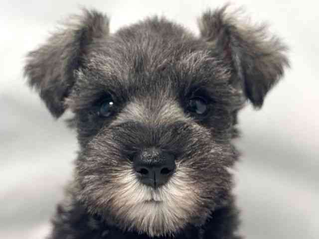 大阪府のミニチュアシュナウザー (ひごペットフレンドリー堺プラットプラット店/2025年11月12日生まれ/女の子/ソルトペッパー)の子犬の1枚目の画像