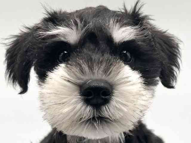 京都府のミニチュアシュナウザー (ひごペットフレンドリーイオンモール高の原店/2025年11月12日生まれ/男の子/ブラックシルバー)の子犬の1枚目の画像