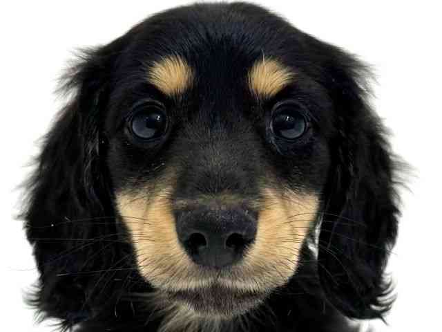 大阪府のミニチュアダックスフンド(ロング) (ひごペットフレンドリーくずはモール店/2025年11月11日生まれ/男の子/ブラックタン)の子犬の1枚目の画像