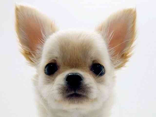 広島県のチワワ(ロング) (ひごペットフレンドリーフジグラン神辺店/2025年11月11日生まれ/女の子/クリーム)の子犬