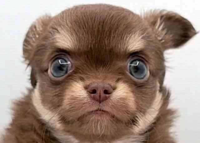 島根県のチワワ(ロング) (ひごペットフレンドリーイオン松江ショッピングセンター店/2025年11月10日生まれ/男の子/チョコレートクリーム)の子犬の1枚目の画像