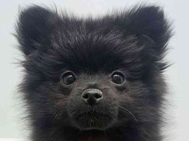 大阪府のポメラニアン (ひごペットフレンドリーセブンパーク天美店/2025年11月11日生まれ/女の子/ブラック)の子犬の1枚目の画像