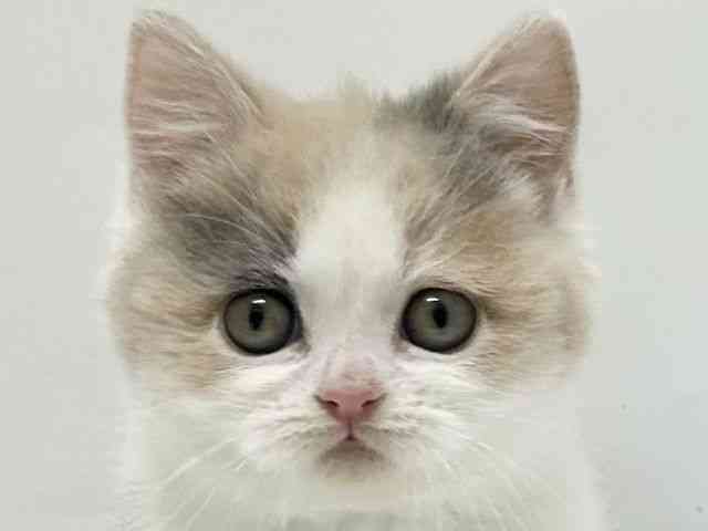 大阪府のブリティッシュショートヘアー (ひごペットフレンドリーアクロスプラザ住之江店/2025年11月13日生まれ/女の子/ダイリュートキャリコ)の子猫の1枚目の画像