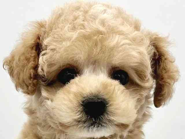 大阪府のトイプードル(トイ) (ひごペットフレンドリーイトーヨーカドー津久野店/2025年11月13日生まれ/男の子/ペールフォーン)の子犬の1枚目の画像