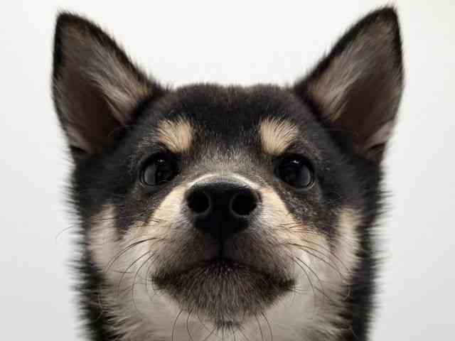 大阪府の柴犬(標準サイズ) (ひごペットフレンドリーみのおキューズモール店/2025年11月12日生まれ/男の子/黒)の子犬の1枚目の画像