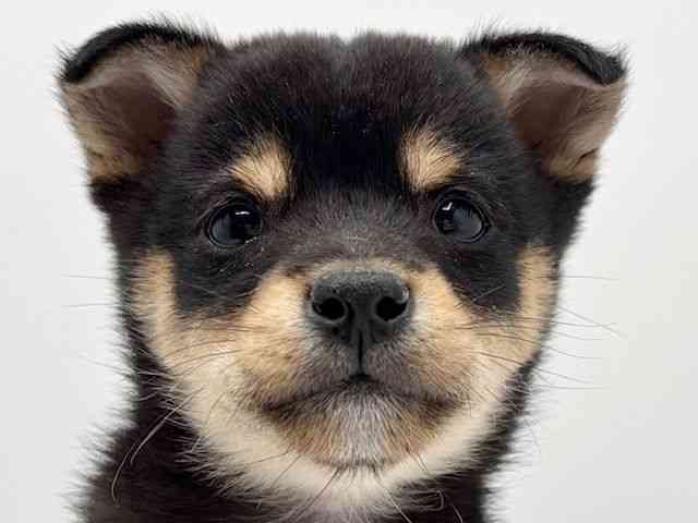 大阪府の柴犬(標準サイズ) (ひごペットフレンドリーみのおキューズモール店/2025年11月12日生まれ/男の子/黒)の子犬の1枚目の画像