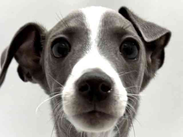 大阪府のイタリアングレーハウンド (ひごペットフレンドリーベルファⅡ都島店/2025年11月12日生まれ/男の子/ブルーホワイト)の子犬の1枚目の画像