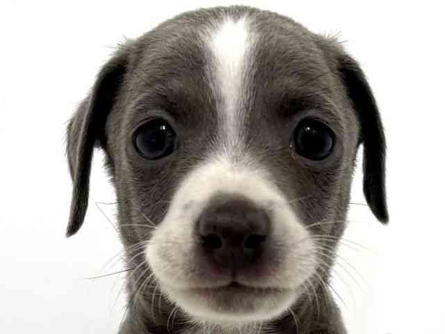 大阪府のイタリアングレーハウンド (ひごペットフレンドリーベルファⅡ都島店/2025年11月12日生まれ/男の子/ブルーホワイト)の子犬