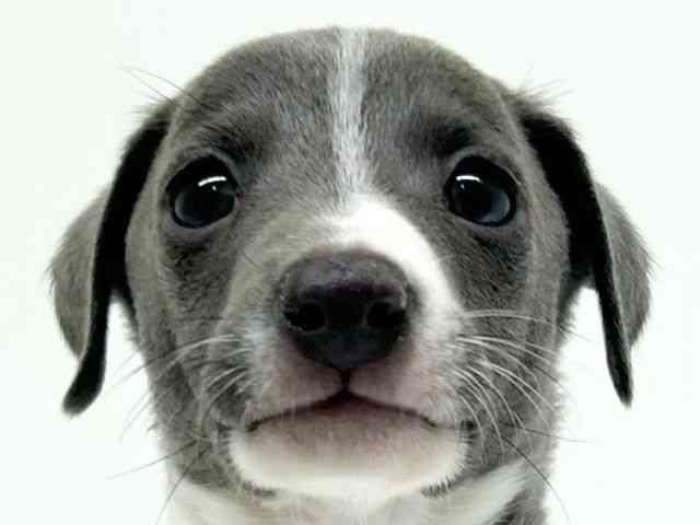 兵庫県のイタリアングレーハウンド (ひごペットフレンドリーブルメールHAT神戸店/2025年11月12日生まれ/男の子/ブルーホワイト)の子犬