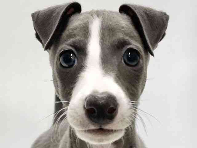 高知県のイタリアングレーハウンド (ひごペットフレンドリーイオンモール高知店/2025年11月12日生まれ/男の子/ブルーホワイト)の子犬の1枚目の画像