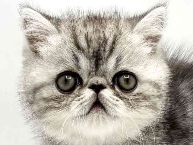 兵庫県のエキゾチック (ひごペットフレンドリークラウンパーク伊丹店/2025年11月11日生まれ/男の子/シルバータビー)の子猫の1枚目の画像