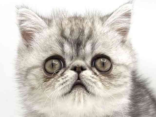 兵庫県のエキゾチック (ひごペットフレンドリークラウンパーク伊丹店/2025年11月11日生まれ/男の子/シルバータビー)の子猫の1枚目の画像