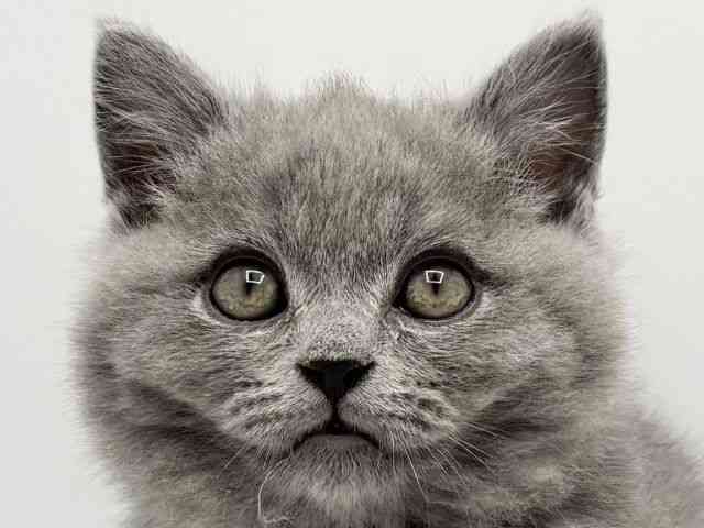 大阪府のブリティッシュショートヘアー (ひごペットフレンドリーみのおキューズモール店/2025年11月12日生まれ/男の子/ブルー)の子猫の1枚目の画像