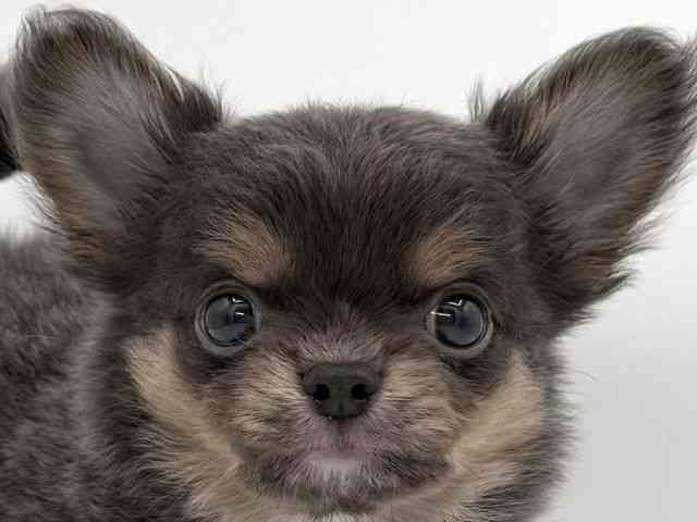 大阪府のチワワ(ロング) (ひごペットフレンドリーイオンそよら海老江店/2025年11月13日生まれ/男の子/ブルータンホワイト)の子犬