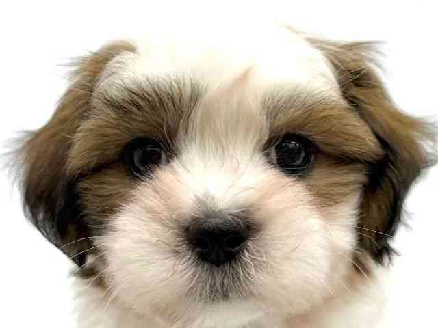 大阪府のマルズー/マルシーズ(マルチーズ×シーズー) (ひごペットフレンドリーイオンタウン茨木太田店/2025年11月12日生まれ/男の子/ゴールドホワイト)の子犬の1枚目の画像