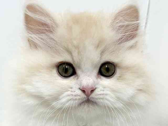 大阪府のミヌエット (ひごペットフレンドリーベルファⅡ都島店/2025年11月10日生まれ/男の子/クリームタビーホワイト)の子猫