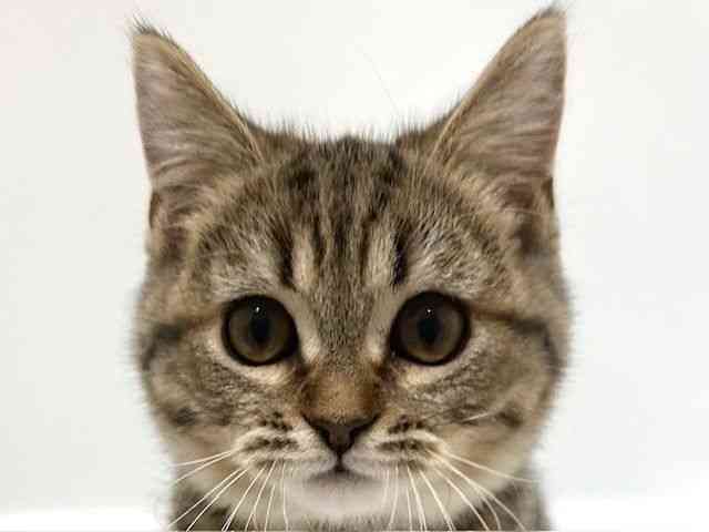 大阪府のスコティッシュフォールド (ひごペットフレンドリーアクロスプラザ住之江店/2025年9月29日生まれ/男の子/ブラウンタビー)の子猫