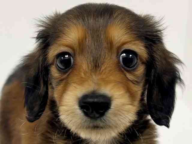 愛知県のミニチュアダックスフンド(ロング) (ひごペットフレンドリーイトーヨーカドー知多店/2025年11月14日生まれ/男の子/レッド)の子犬の1枚目の画像