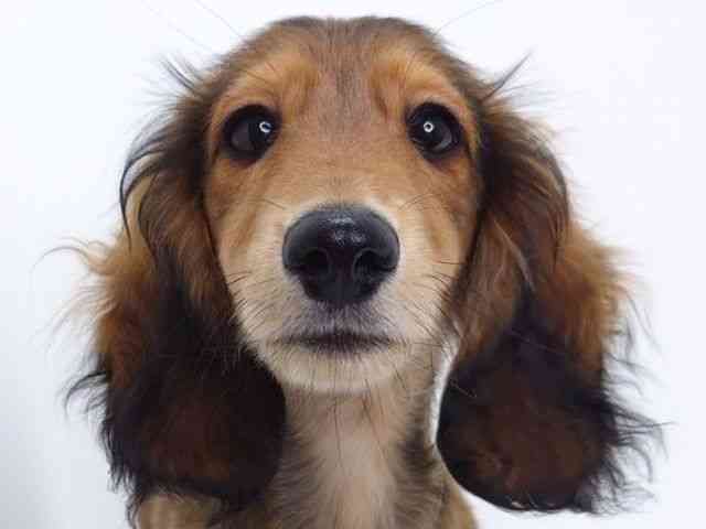 大阪府のミニチュアダックスフンド(ロング) (ひごペットフレンドリーいこらもーる泉佐野店/2025年11月14日生まれ/男の子/レッド)の子犬の1枚目の画像