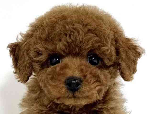 兵庫県のトイプードル(トイ) (ひごペットフレンドリーイトーヨーカドー明石店/2025年11月16日生まれ/男の子/レッド)の子犬