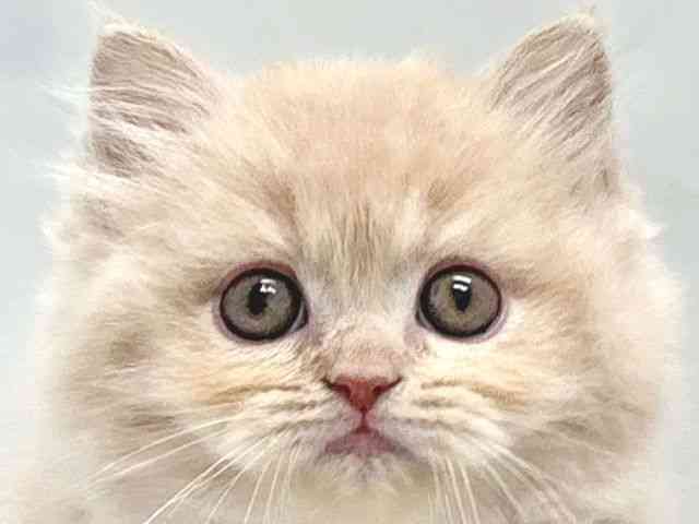 京都府のラガマフィン (ひごペットフレンドリー京都店/2025年11月15日生まれ/女の子/クリームタビー)の子猫の1枚目の画像