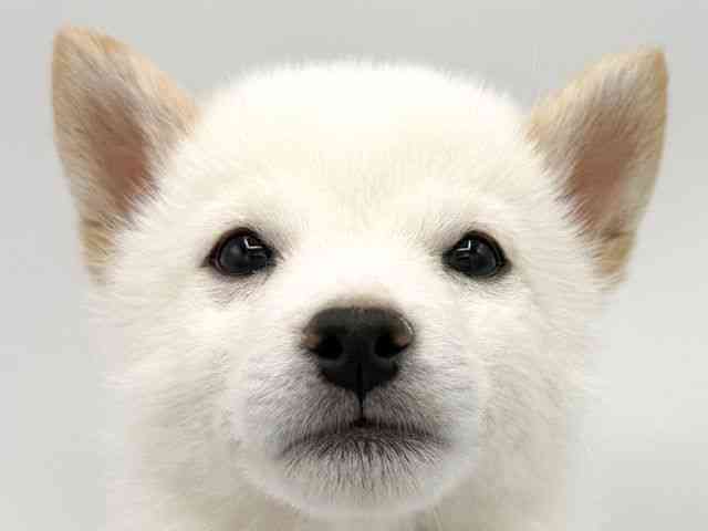 大阪府の柴犬(標準サイズ) (ひごペットフレンドリーららぽーとEXPOCITY店/2025年11月15日生まれ/男の子/白)の子犬の1枚目の画像