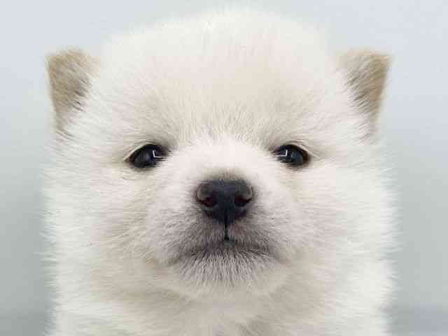 大阪府の柴犬(標準サイズ) (ひごペットフレンドリーららぽーとEXPOCITY店/2025年11月15日生まれ/男の子/白)の子犬の1枚目の画像