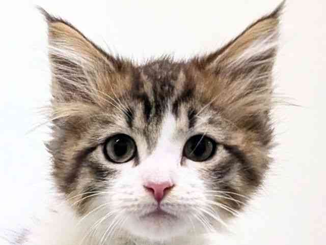 福岡県のサイベリアン (ひごペットフレンドリーリバーウォーク北九州店/2025年11月13日生まれ/男の子/ブラウンタビーホワイト)の子猫の1枚目の画像