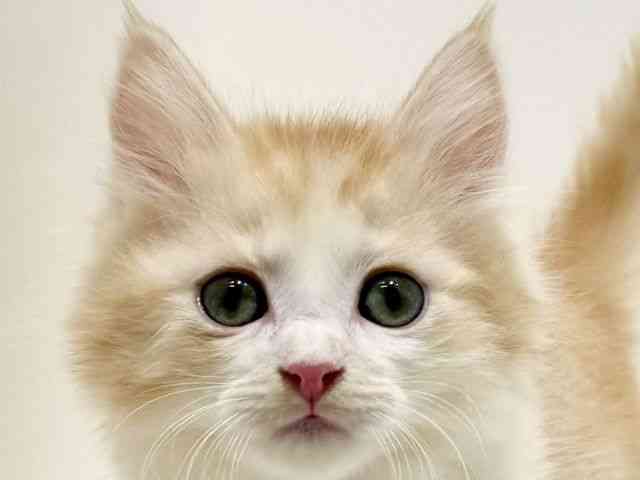 大阪府のサイベリアン (ひごペットフレンドリーイオン高槻店/2025年11月13日生まれ/男の子/クリームタビーホワイト)の子猫