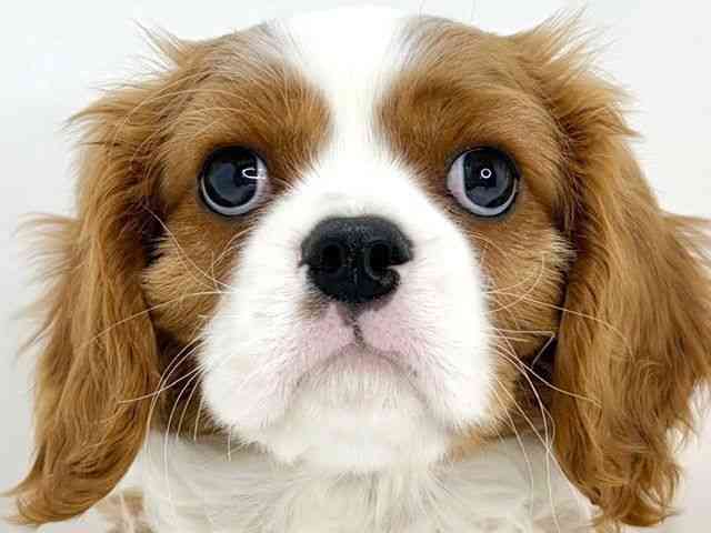 大阪府のキャバリアキングチャールズスパニエル (ひごペットフレンドリーいこらもーる泉佐野店/2025年11月13日生まれ/男の子/ブレンハイム)の子犬の1枚目の画像