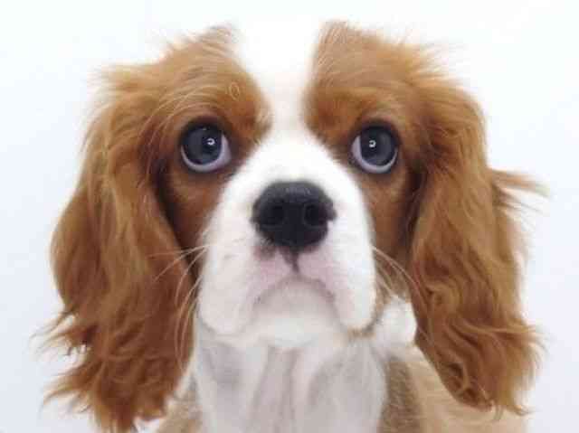 大阪府のキャバリアキングチャールズスパニエル (ひごペットフレンドリーいこらもーる泉佐野店/2025年11月13日生まれ/男の子/ブレンハイム)の子犬の1枚目の画像