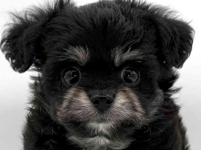 大阪府のチワプー/プーチー(チワワ×プードル) (ひごペットフレンドリーイオンそよら海老江店/2025年11月16日生まれ/男の子/ブラックタンホワイト)の子犬