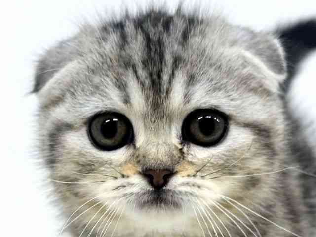 福岡県のスコティッシュフォールド (ひごペットフレンドリーリバーウォーク北九州店/2025年11月15日生まれ/女の子/シルバーパッチドタビー)の子猫の1枚目の画像