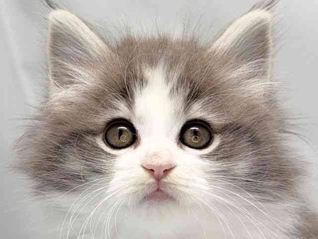 京都府のサイベリアン (ひごペットフレンドリー洛北阪急スクエア店/2025年11月16日生まれ/女の子/ブルータビーホワイト)の子猫の1枚目の画像