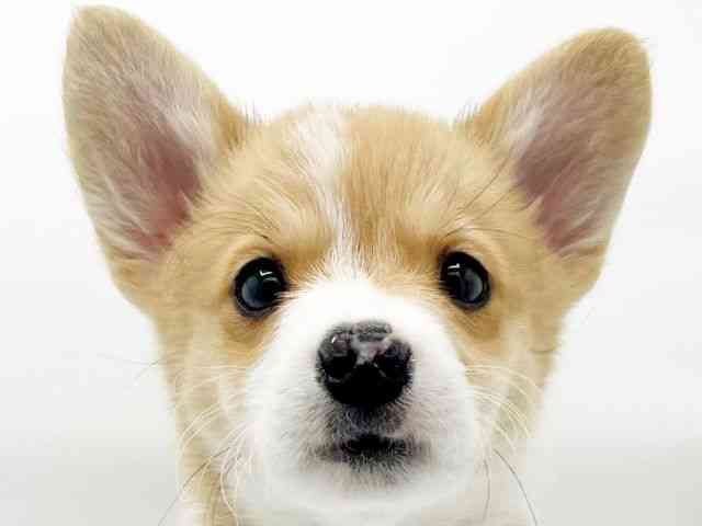 兵庫県のウェルシュコーギーペンブローク (ひごペットフレンドリーコロワ甲子園店/2025年11月15日生まれ/男の子/セーブルホワイト)の子犬