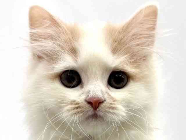 大阪府のサイベリアン (ひごペットフレンドリーイオンタウン茨木太田店/2025年11月15日生まれ/女の子/クリームホワイト)の子猫