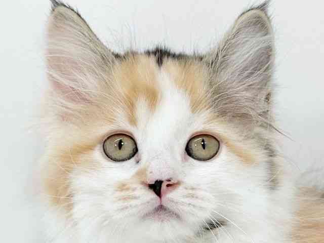 京都府のサイベリアン (ひごペットフレンドリーイズミヤショッピングセンター八幡店/2025年11月15日生まれ/女の子/キャリコ)の子猫の1枚目の画像