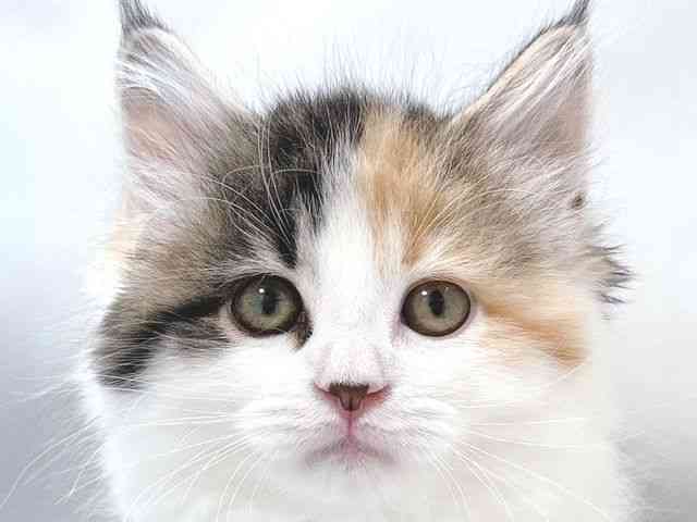 大阪府のサイベリアン (ひごペットフレンドリー堺プラットプラット店/2025年11月15日生まれ/女の子/キャリコ)の子猫の1枚目の画像