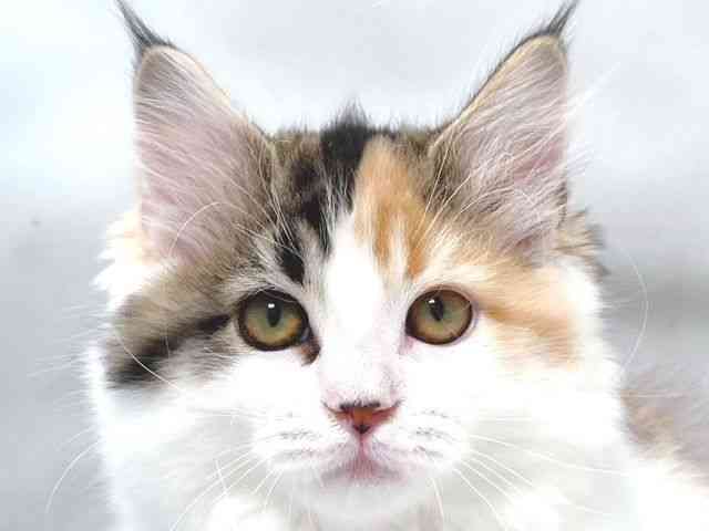 大阪府のサイベリアン (ひごペットフレンドリー堺プラットプラット店/2025年11月15日生まれ/女の子/キャリコ)の子猫の1枚目の画像