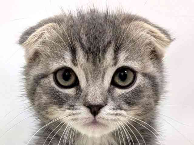 広島県のスコティッシュフォールド (ひごペットフレンドリーゆめタウン廿日市店/2025年11月15日生まれ/女の子/ブルータビー)の子猫の1枚目の画像