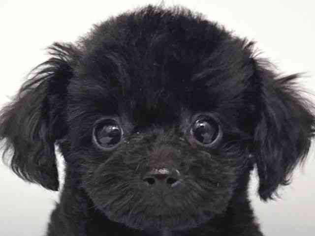 大阪府のトイプードル(トイ) (ひごペットフレンドリー岸和田店/2025年11月13日生まれ/男の子/ブラック)の子犬の1枚目の画像