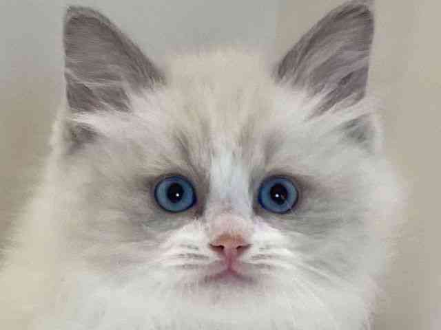 兵庫県のラグドール (ひごペットフレンドリーイトーヨーカドー明石店/2025年11月14日生まれ/男の子/ブルーポイントバイカラー)の子猫の1枚目の画像