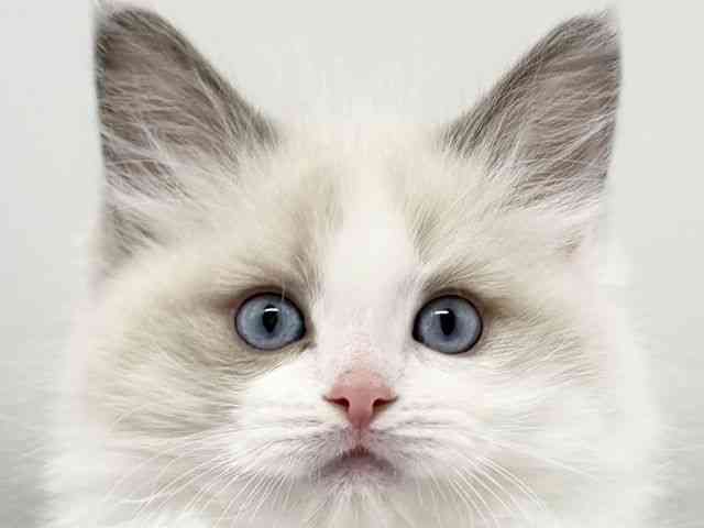 大阪府のラグドール (ひごペットフレンドリーイオンタウン豊中庄内店/2025年11月14日生まれ/男の子/ブルーポイントバイカラー)の子猫