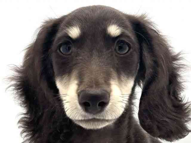 兵庫県のミニチュアダックスフンド(ロング) (ひごペットフレンドリークラウンパーク伊丹店/2025年11月11日生まれ/男の子/チョコレートイエロー)の子犬の1枚目の画像