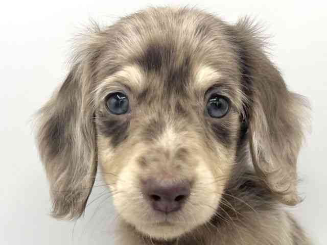 大阪府のミニチュアダックスフンド(ロング) (ひごペットフレンドリーららぽーとEXPOCITY店/2025年11月11日生まれ/男の子/チョコレートダップル)の子犬の1枚目の画像