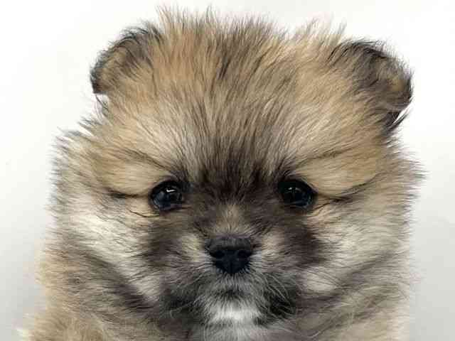 大阪府のポメチワ/チワポメ/ポメチー(ポメラニアン×チワワ) (ひごペットフレンドリーららぽーとEXPOCITY店/2025年11月15日生まれ/女の子/オレンジ)の子犬の1枚目の画像