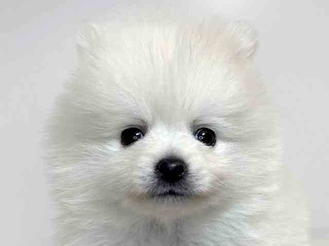 兵庫県のポメラニアン (ひごペットフレンドリーイトーヨーカドー明石店/2025年11月15日生まれ/男の子/クリーム)の子犬の1枚目の画像