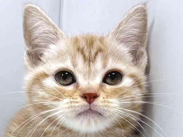 奈良県のアメリカンショートヘアー (ひごペットフレンドリー奈良パワーシティ店/2025年11月10日生まれ/女の子/レッドタビー)の子猫の1枚目の画像